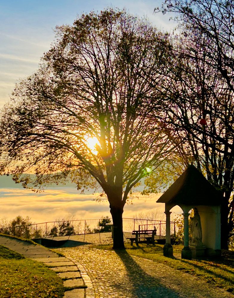 Die Sonne leuchtet durch einen Baum pber dem Wolkenmeer