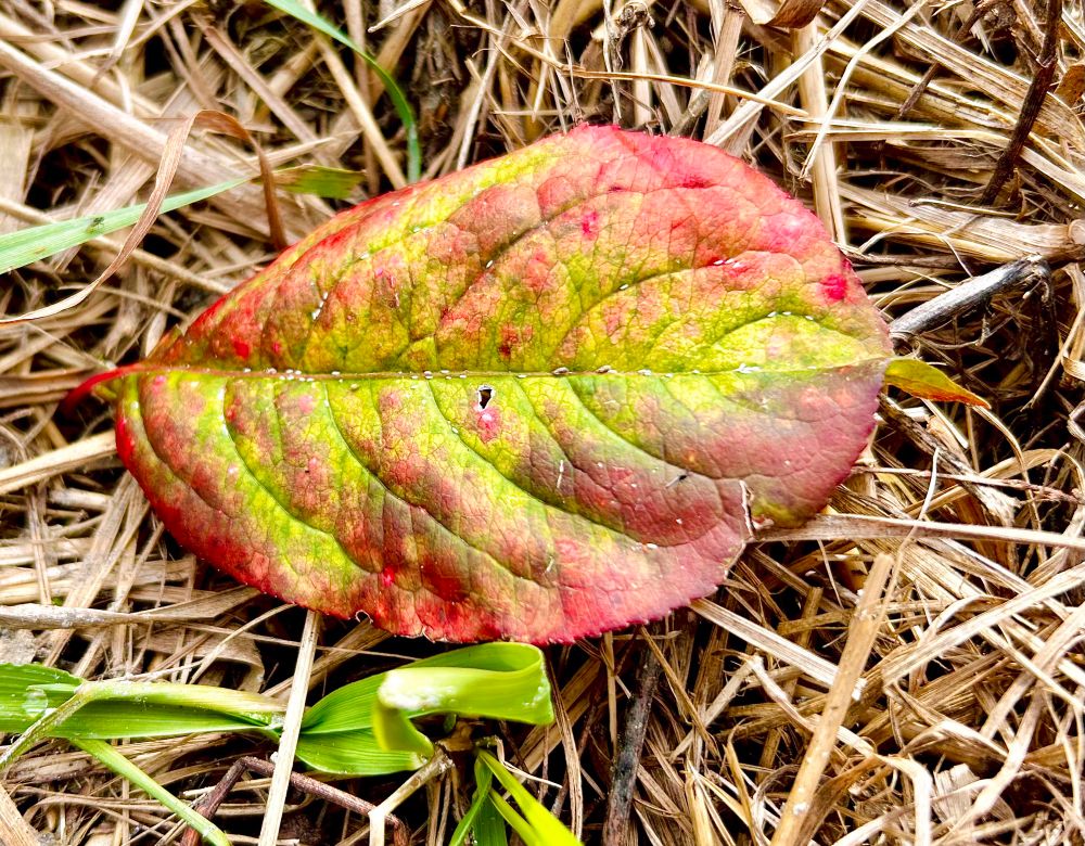 Rötlich verfärbtes Blatt