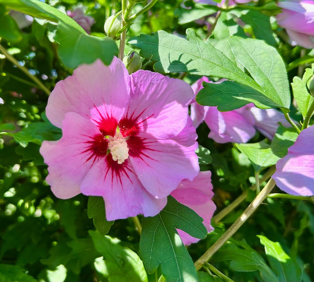 rosa Malvenblüte