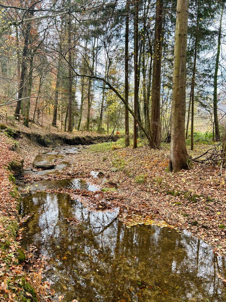 Ein kleiner Bach in einem Wald