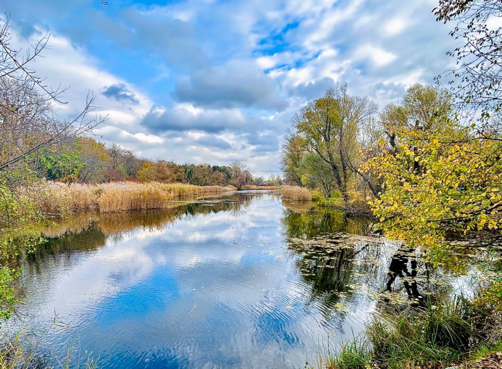 Gelb gefärbte Bäume und Schilf an einer Wasserfläche 
