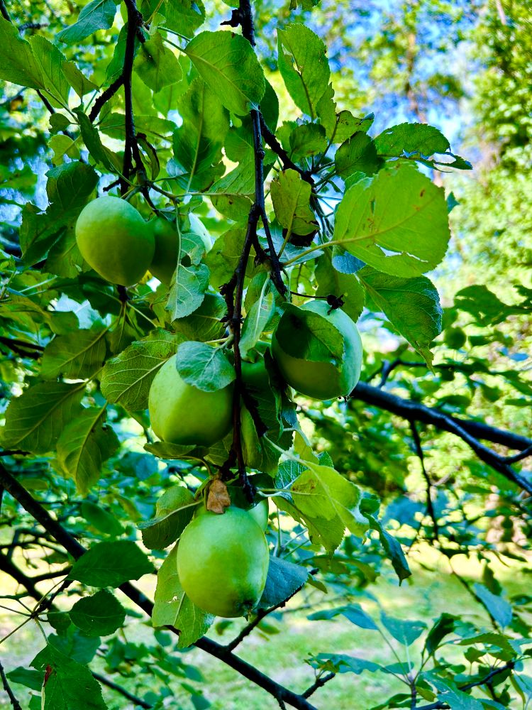 Grüne Äpfel am Baum