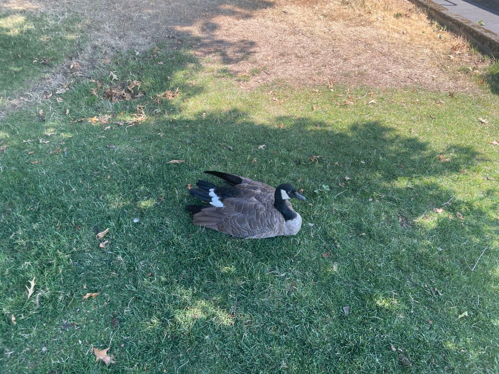 a goose on the grass