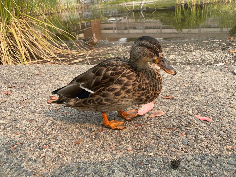 one mallard duck