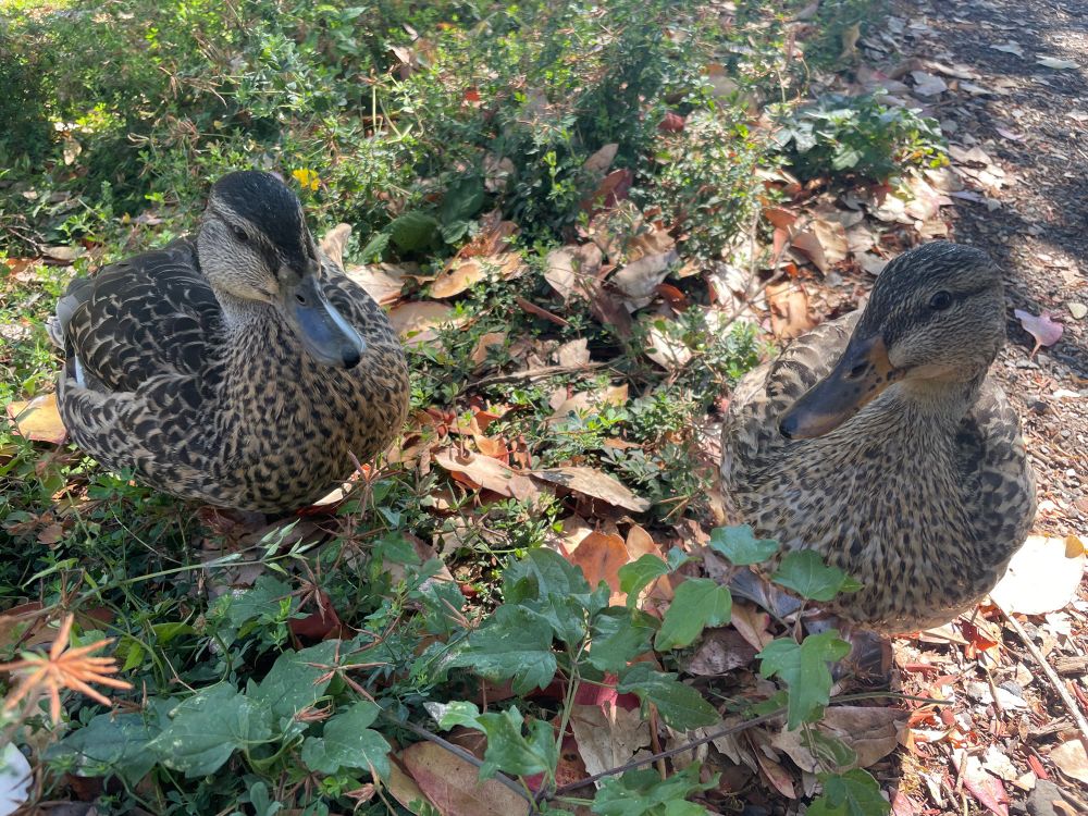 two mallard ducks