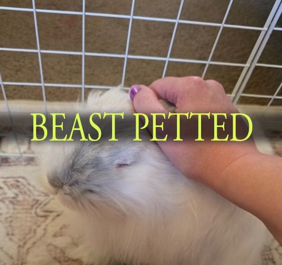 Halo the rabbit, being pet, with the dark souls overlay "BEAST PETTED"