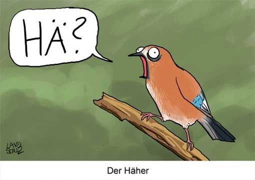 Verwirrter Eicherhäher ruft Hä?
Cartoon