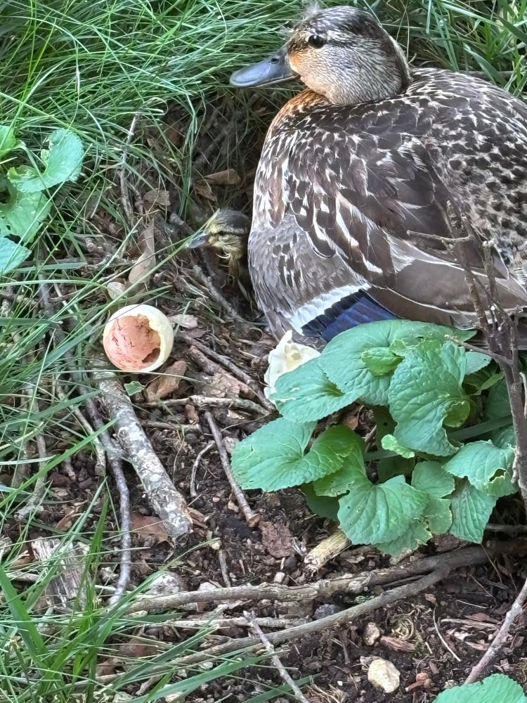 A high-angle close-up shot shows a brown and black duck, likely a hen, nesting in a shallow depression on the ground, surrounded by green grass, leafy plants, and small twigs. Her right side is visible, displaying iridescent blue feathers on her wing. Peeking out from under her, a small, fluffy yellow duckling with dark markings on its head is visible. To the left of the duck, a broken, pale brown eggshell with an orange-red interior is resting on the ground