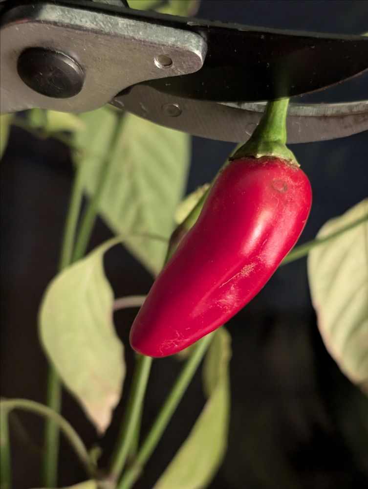 Nahaufnahme einer reifen Jalapeno, die gerade geerntet wird.