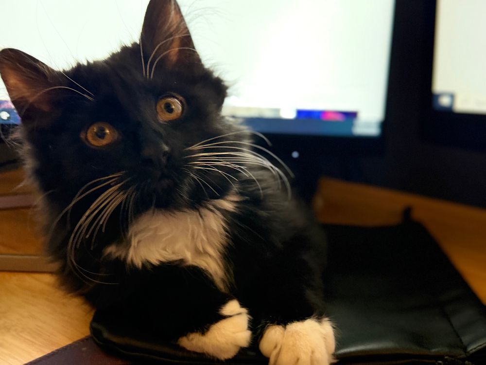 A little kitten looking up with bright yellow eyes. Kitten is a black and white long hair tuxedo.