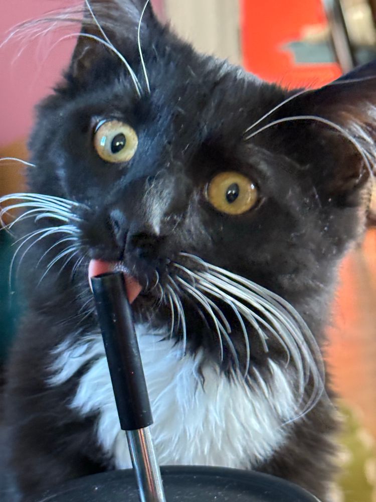 Kitten licking the straw