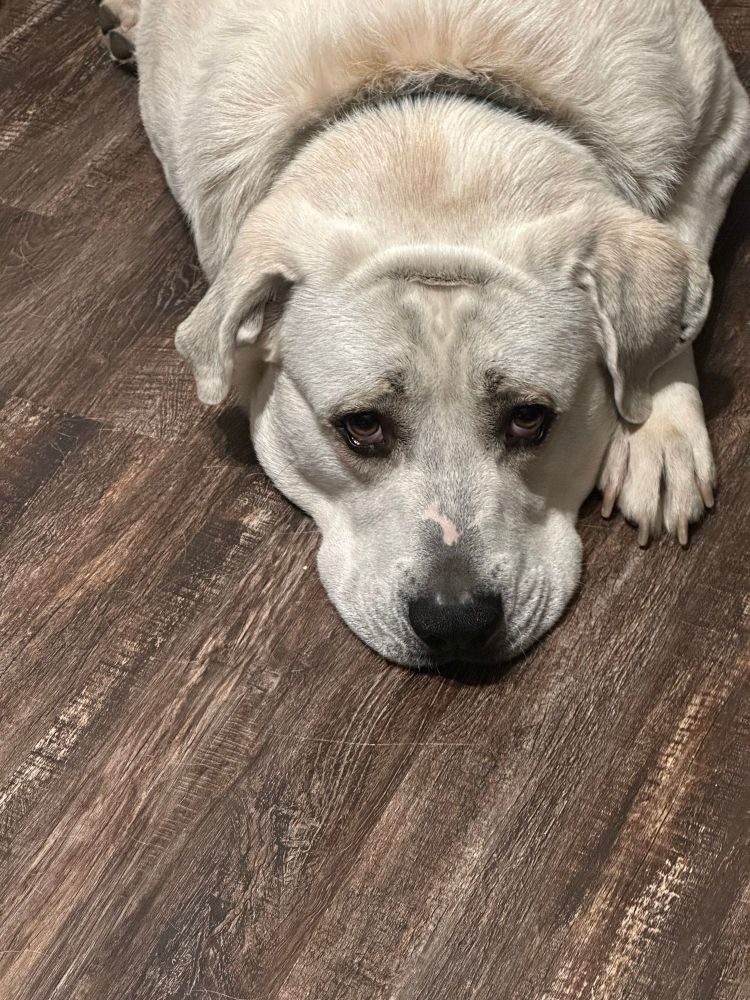 Picture of a white and tan dog that is very large, he is lying on the floor pouting at the camera . The floor is wooden.
