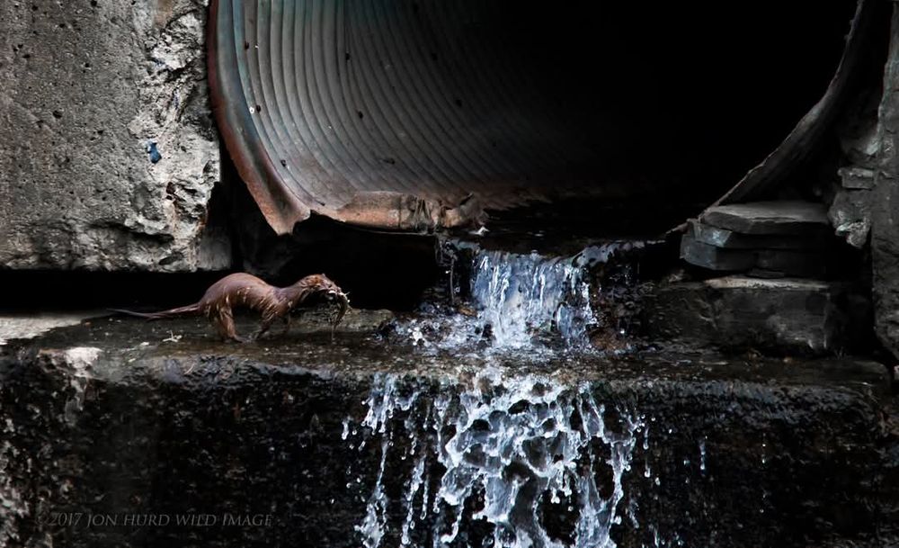A mink with a fish runs past a sewer drain