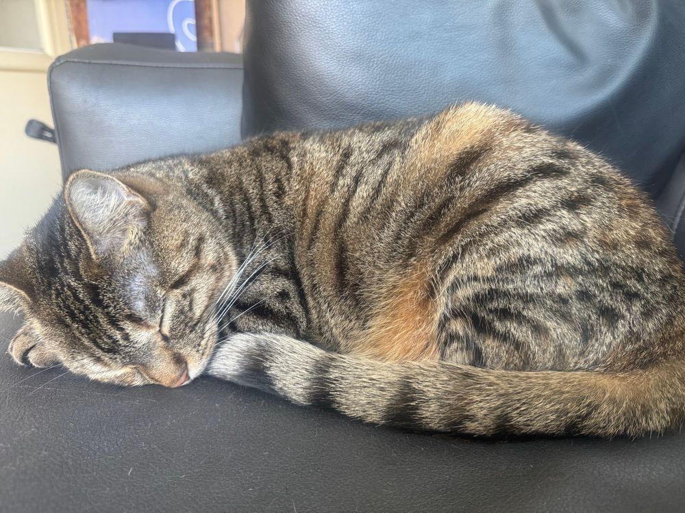 Gray tabby curled up asleep