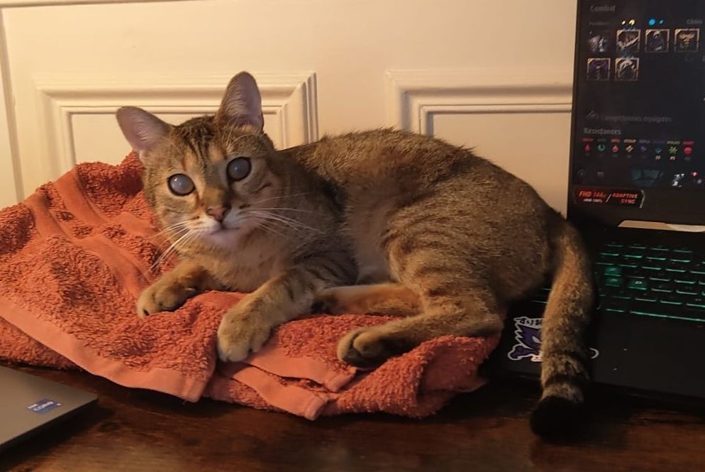 Chat fauve allongé sur une serviette orange, yeux bleus voilés, regardant la caméra 