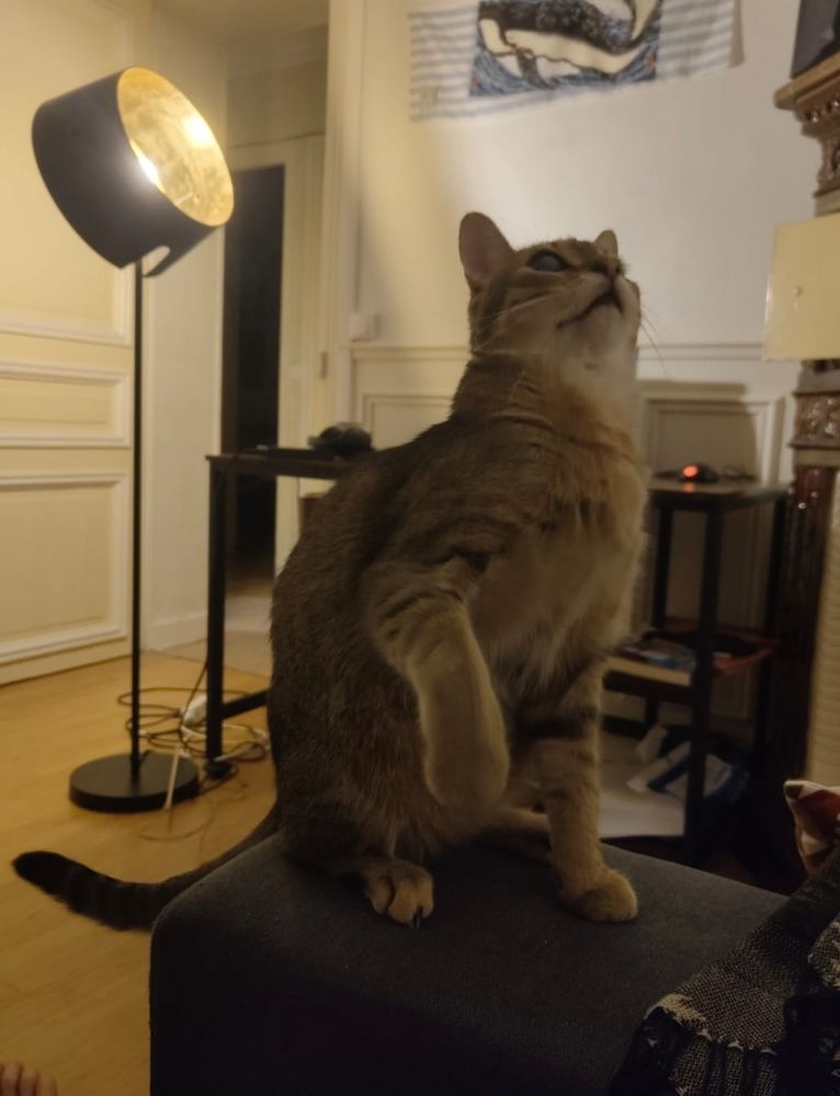 Chat fauve assis sur le bras d'un canapé, une patte légèrement relevée, regardant en l'air.