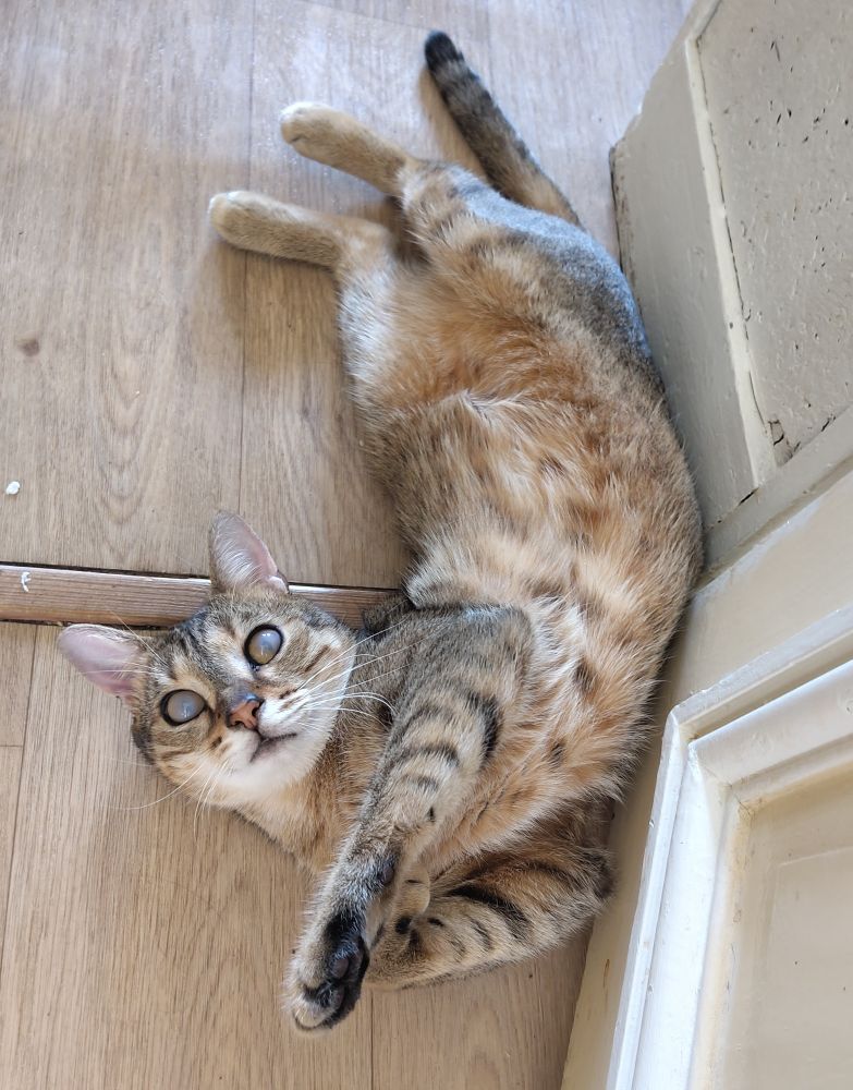 Chat fauve aux yeux bleus couverts d'un voile allongé au sol sur le dos, regardant la camera