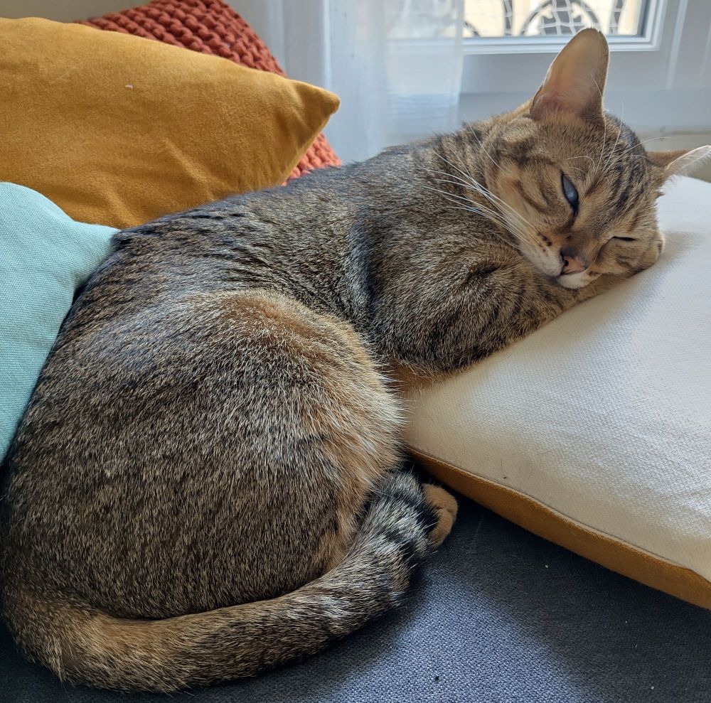 Chat fauve avec les yeux mi-clos, allongé sur un coussin