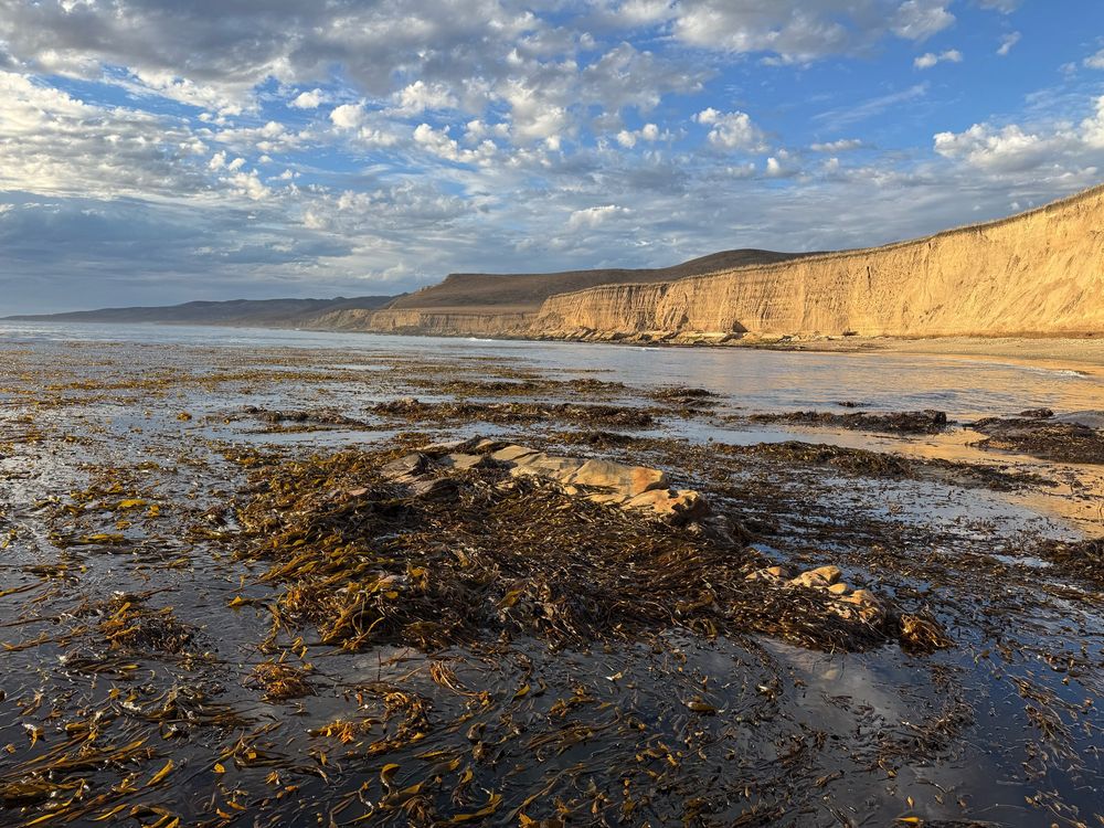 Jalama Beach intertidal scene in foreground with exposed rocks and giant kelp and feather boa kelp exposed at low tide with sun on cliffs in background 
