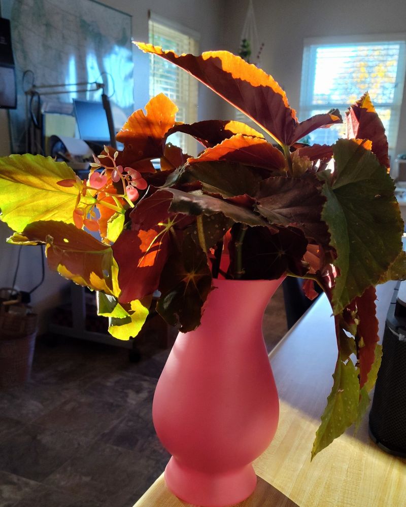 Stems and leaves of a large leaf Begonia in a pink vase. It's sitting on the edge of a desk in a home office with the Eastern sun coming in.