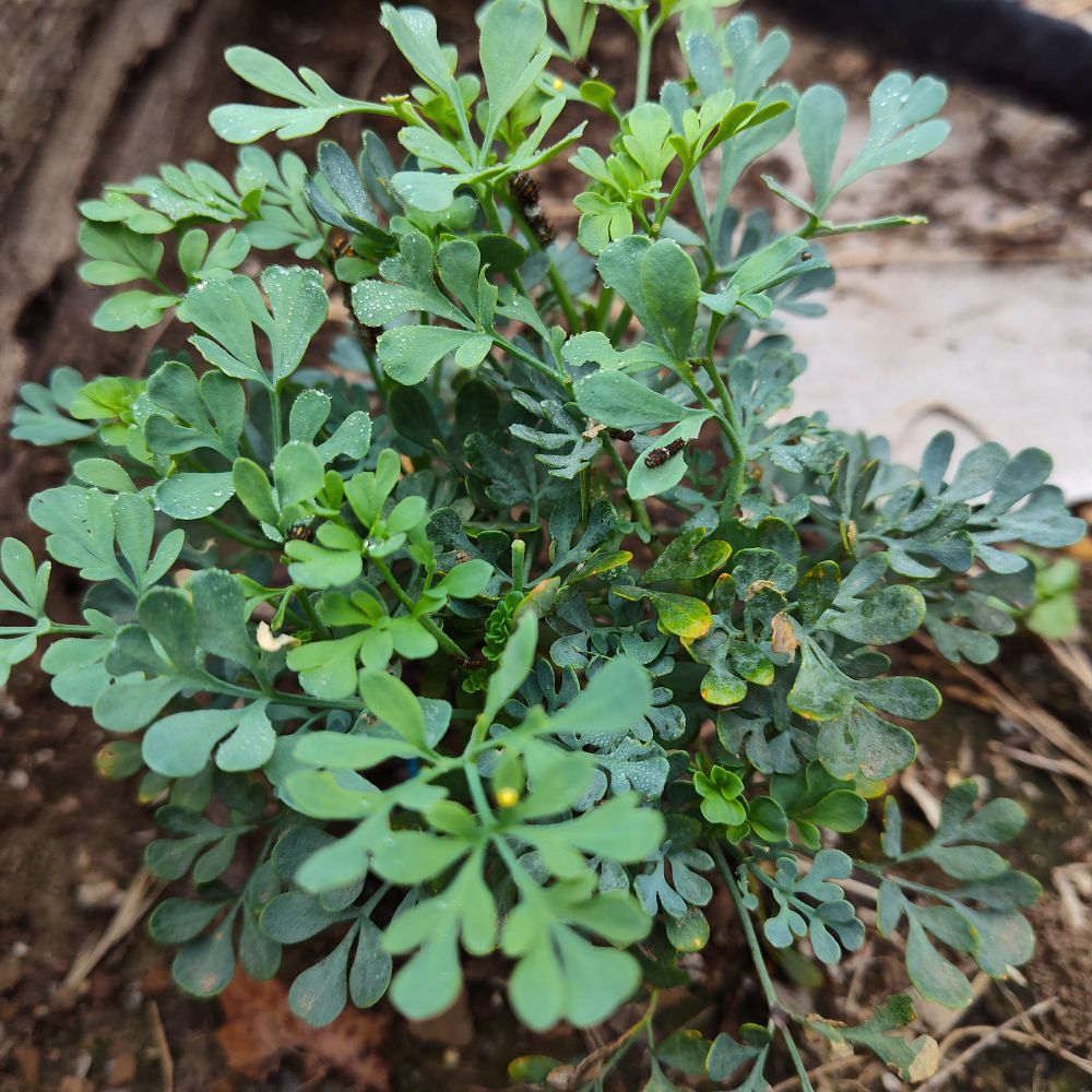 A Rue plant in our garden with butterfly eggs and butterfly caterpillars.