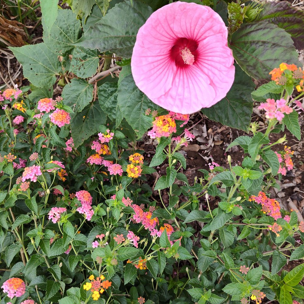 Lantana flowers in pink and yellow next to a giant pink Hibiscus flower.