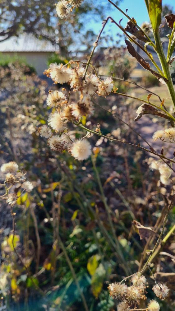 Small dried flowers bunched on dried stems of a tall perennial Aster.