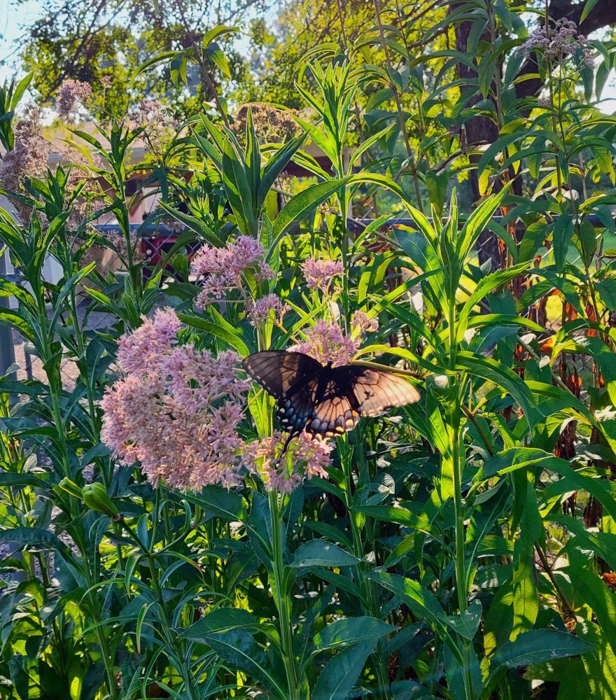 A large butterfly with part of its wing missing is resting on a cluster of pink flowers in the morning sun.