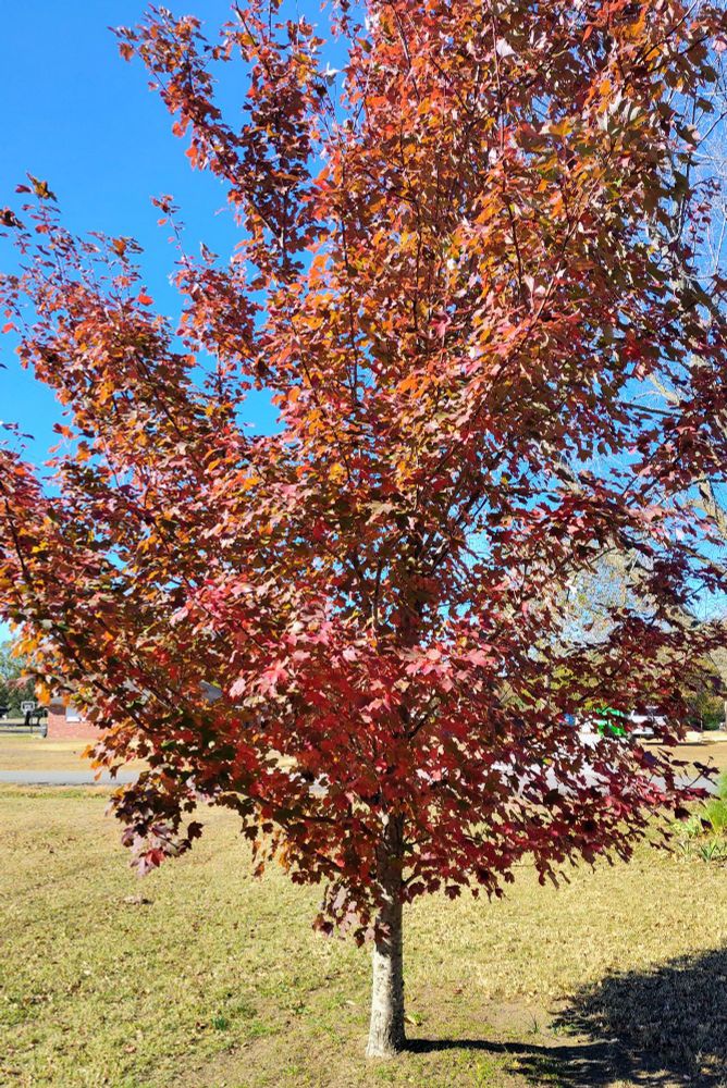 A young maple tree with red leaves in a grassy yard. Blue sky above.