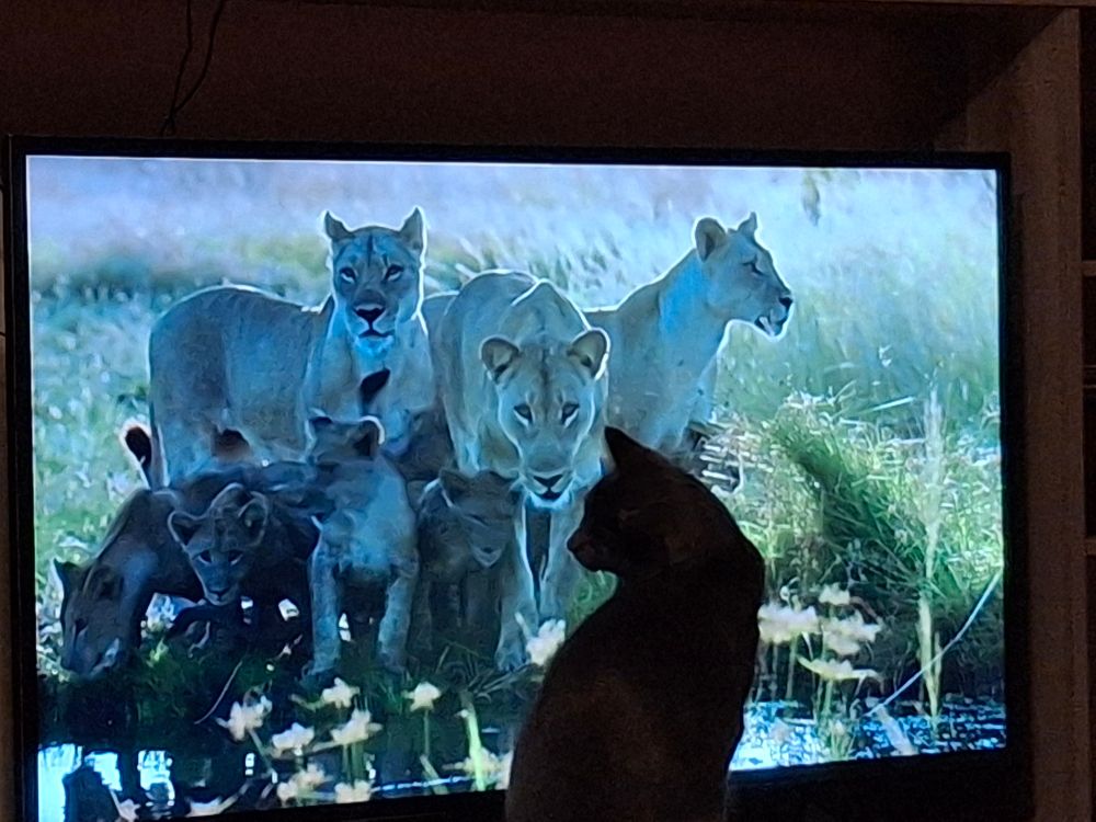 Silhouette of our cat sat in front of the tv screen watching a pride of lions.