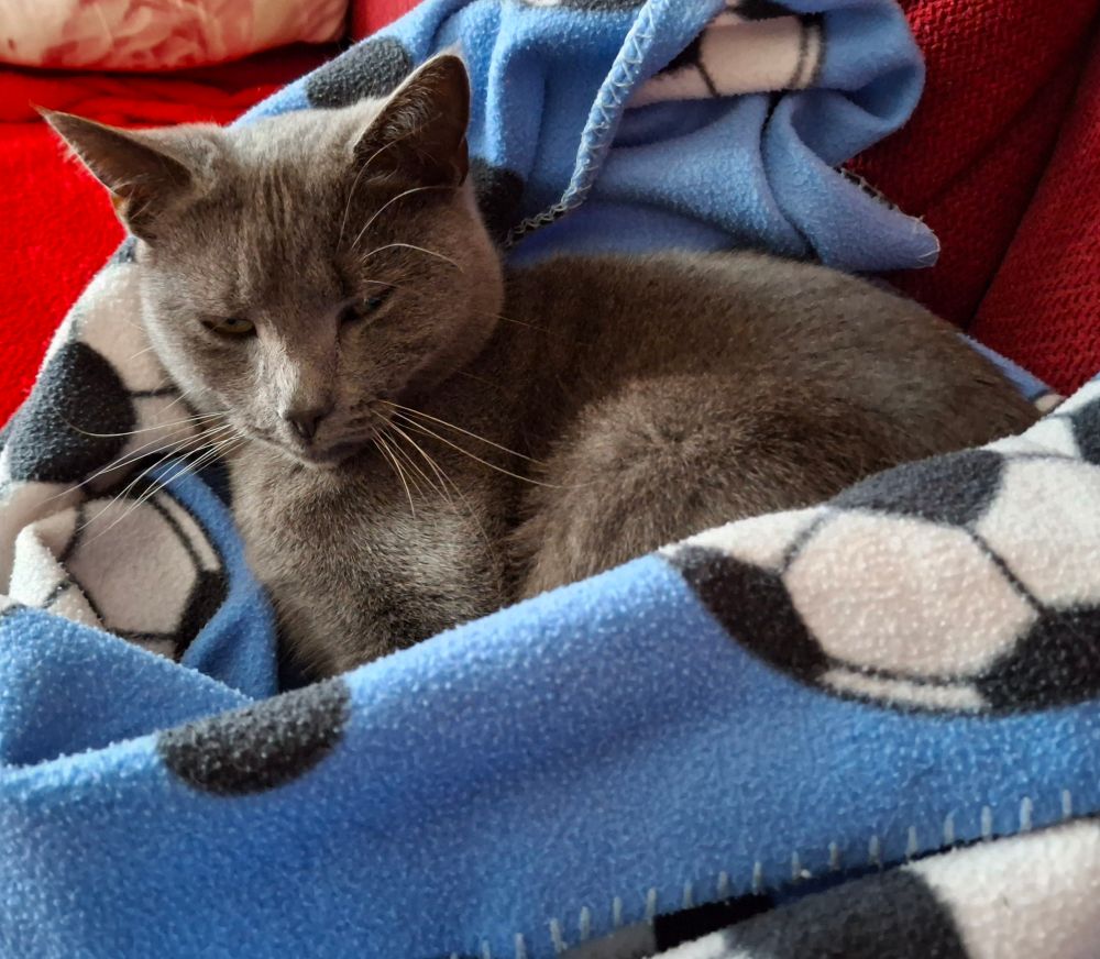 Grey cat snuggled in a blanket with a scowl as it's snowing so she doesn't want to go outside.