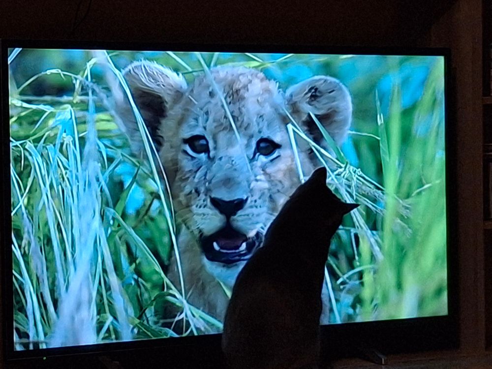 Silhouette of our cat in front of the tv screen watching a lion cub.