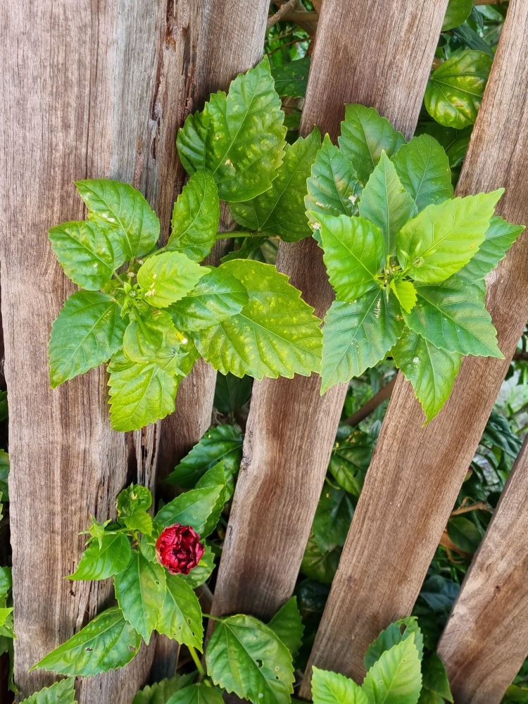 The bud of a hibiscus flower; not yet bloomed, poking through an old, unpainted wooden fence
