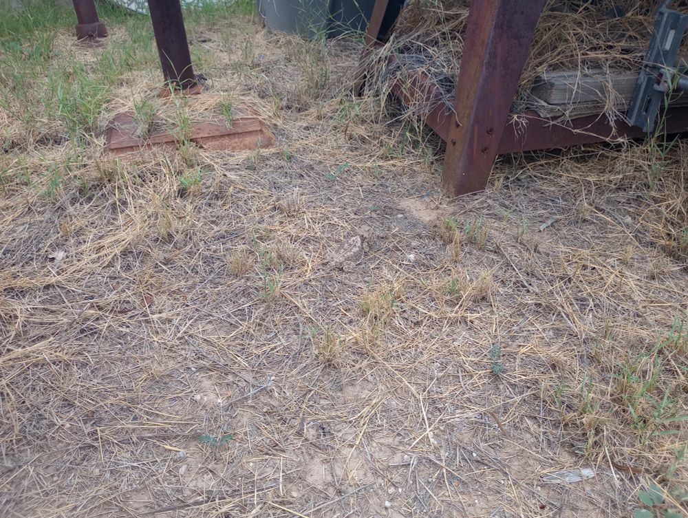 Photo of dry grass in a backyard with a very well camouflaged horned lizard (I think Phrynosoma solare) in the center of the frame