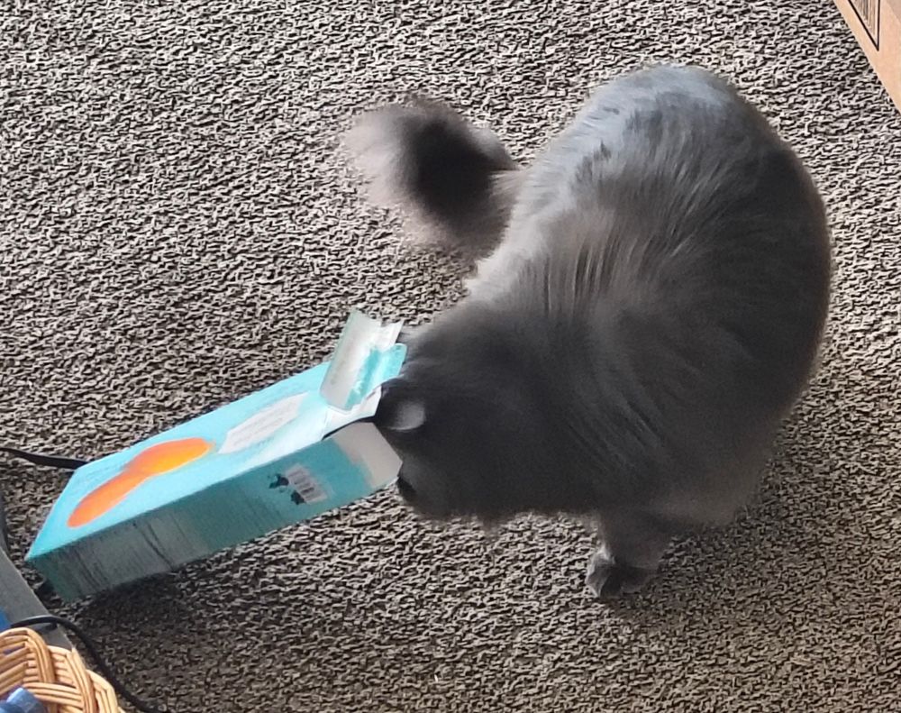 A photo of my cat sticking her head in the narrow opening of a cardboard box of madelines