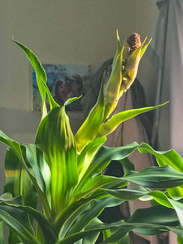 A photo of my dracaena, it's growing a big weird flower but it hasn't bloomed yet. It's dripping