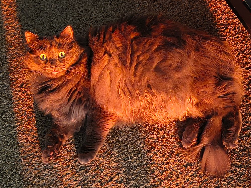 A photo of my cat lying on her side. A beam of light from a sunset is shining on her, coloring her grey fur with red and orange