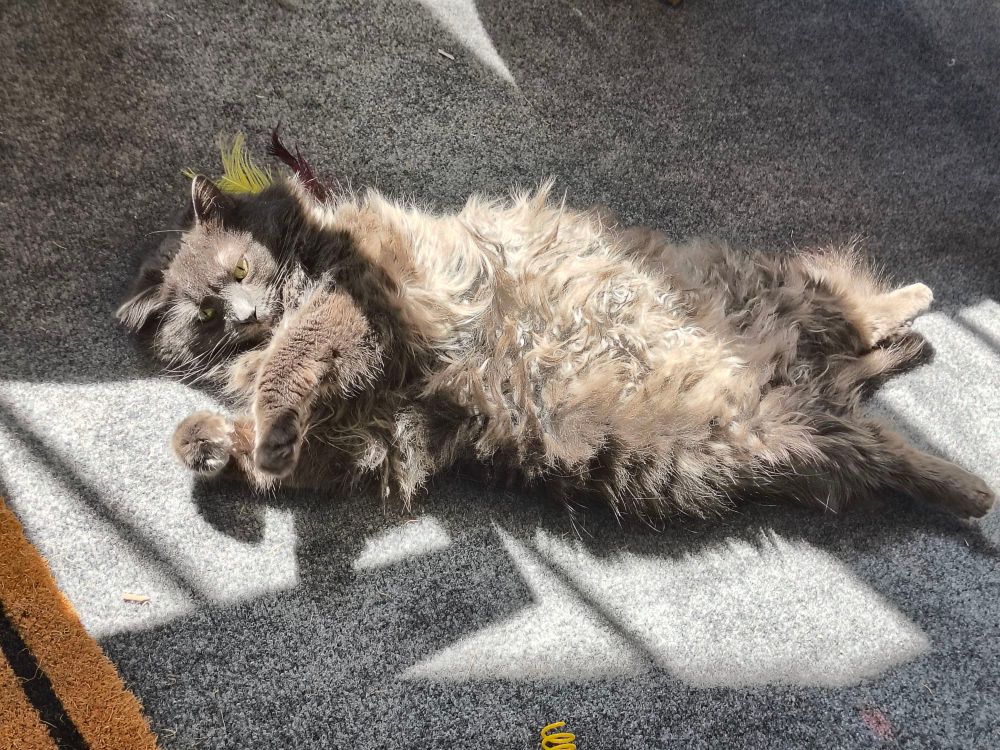 A photo of my cat sunning her belly