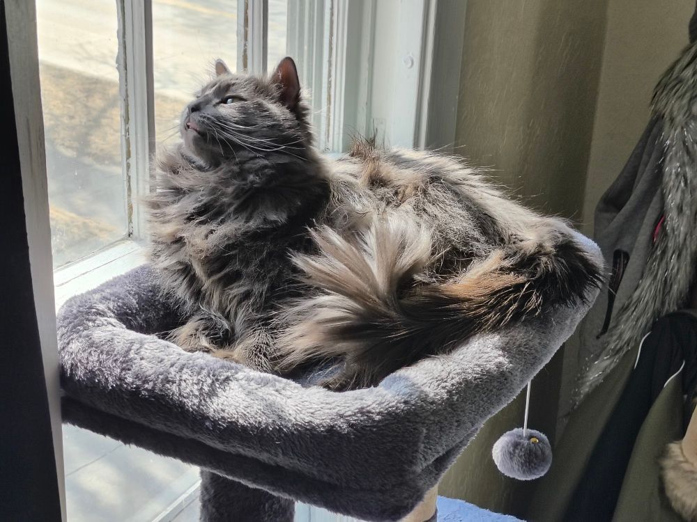 A photo of my cat. She's sitting on a cat tree in the sunshine