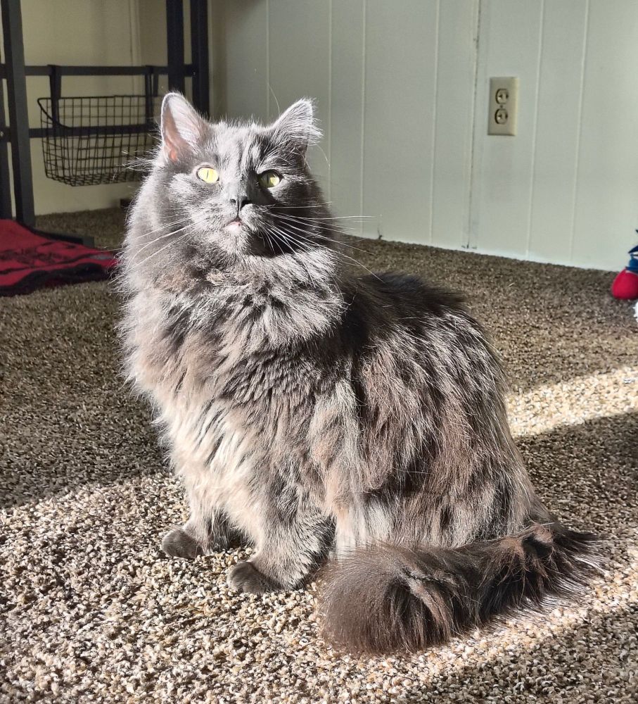A photo of my cat. She's sitting in the sunlight and she's very hairy