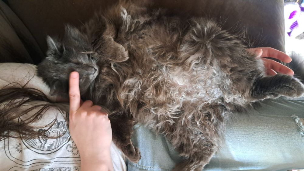 A photo of my cat. She's lying on me with her fluffy belly out
