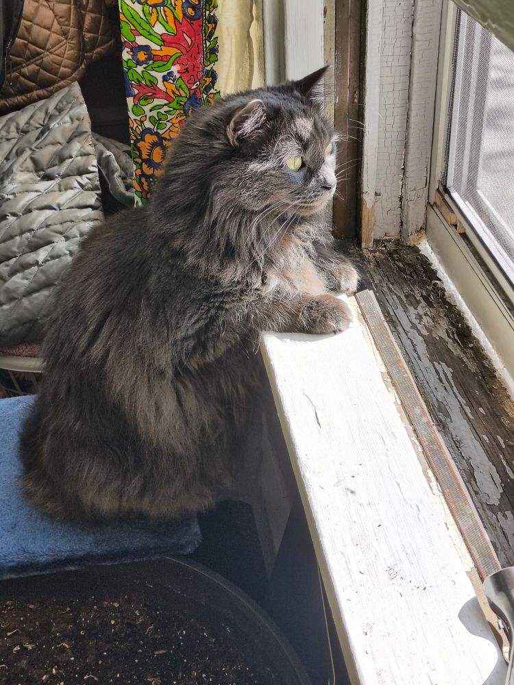 A photo of my cat sitting by an open window with her paws up on the windowsill