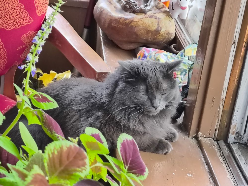 A photo of my cat sitting on the porch with her eyes closed