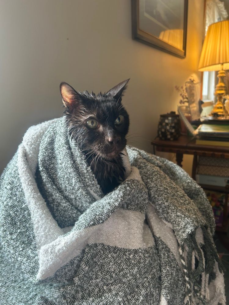 A dark brown cat stares into the distance. He is still wet from his bath, but now swaddled in a green and white blanket. He looks ready for vengeance after the transgressions committed against him. 