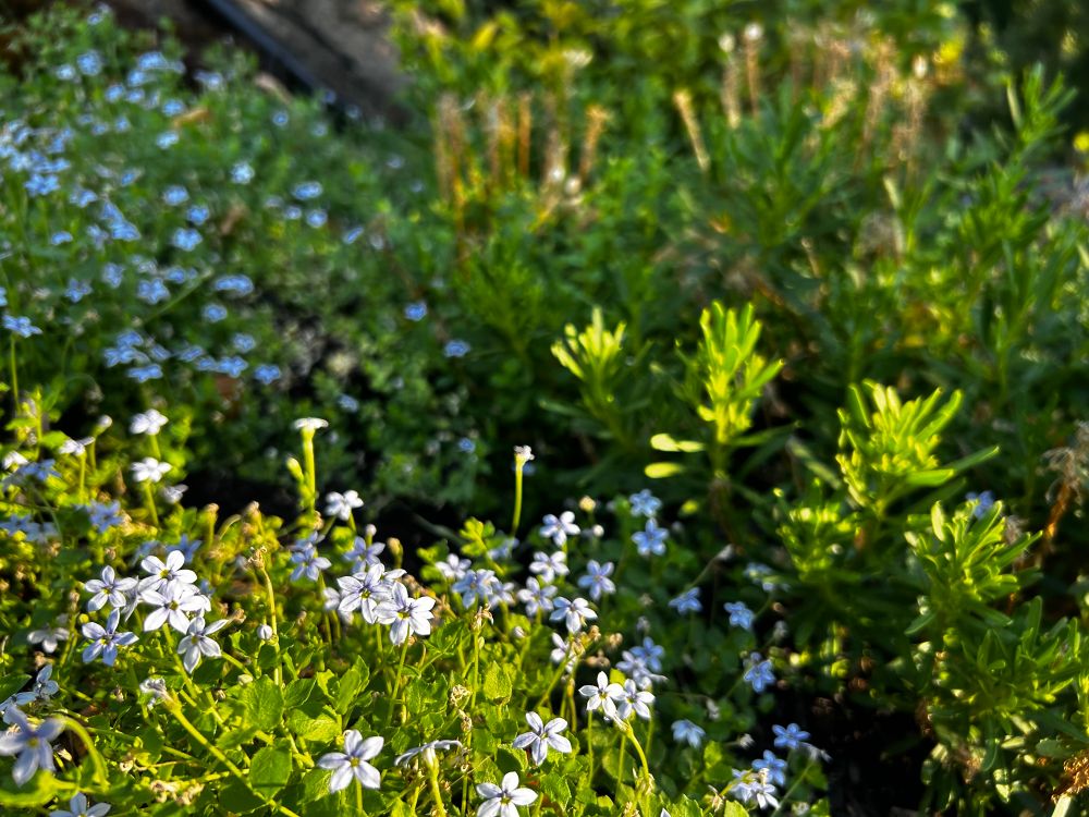 Little flowers waking up with a fresh day’s sun 
