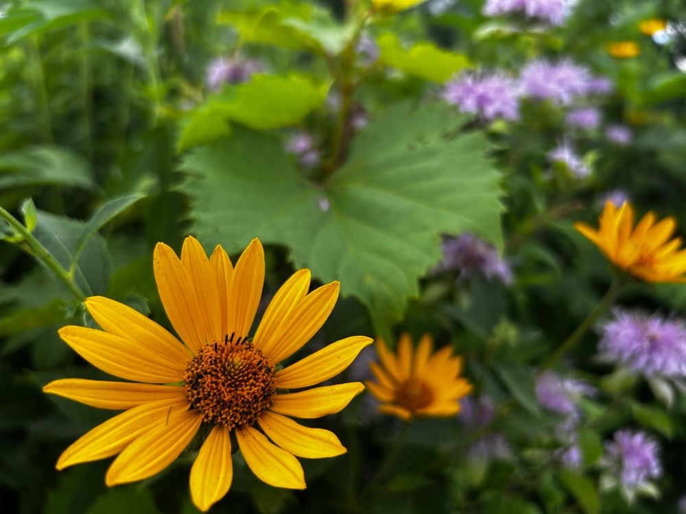Yellow flower burst 
