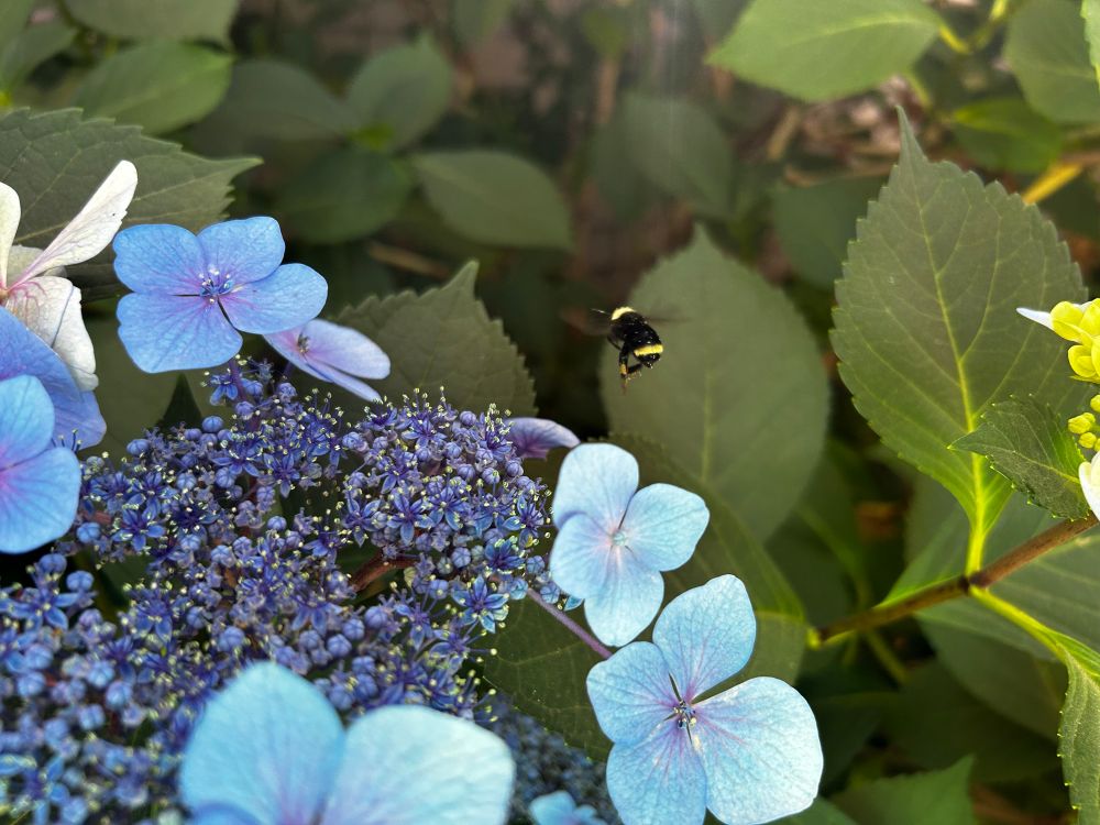 Bee flying away from white hydrangeas (I think [please correct me if I’m wrong])