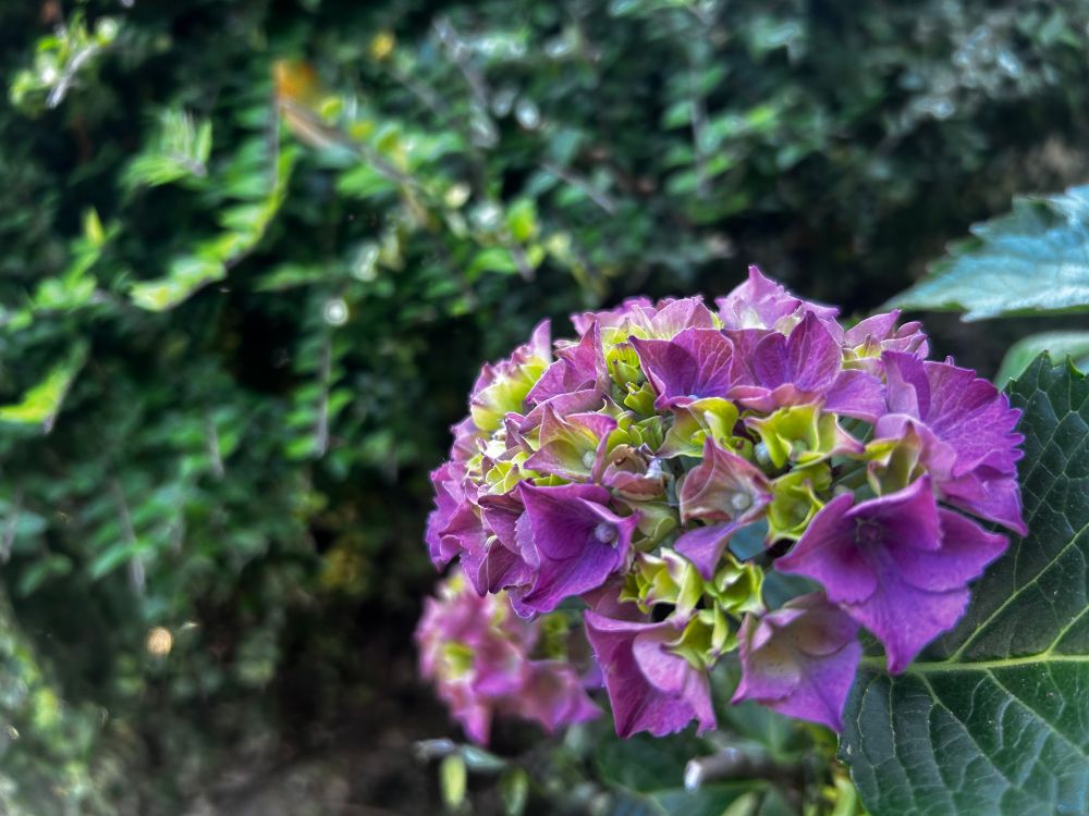 Purple growing hydrangeas (I think)
