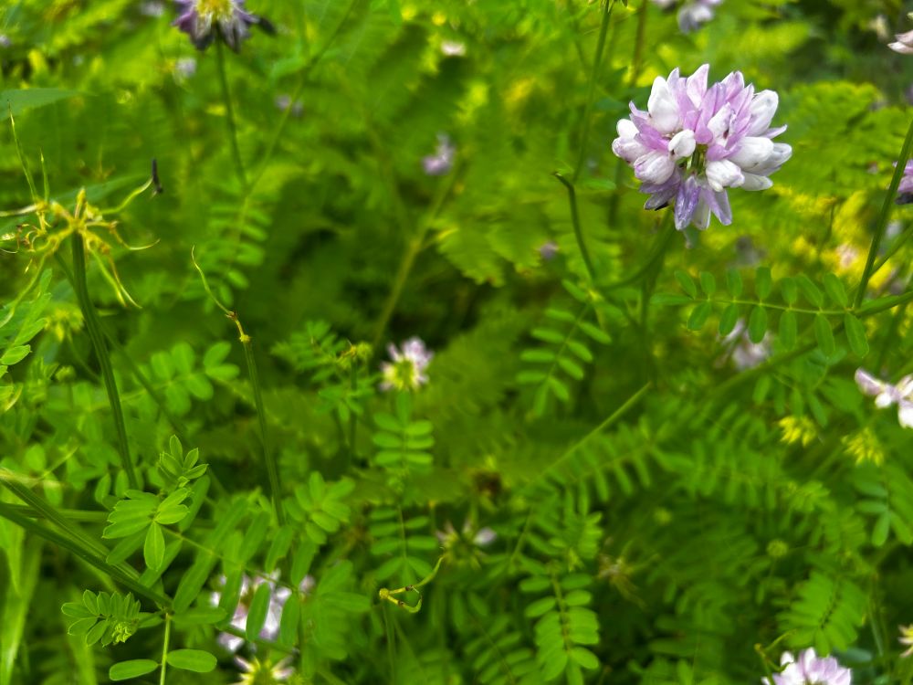 Little purple flower 