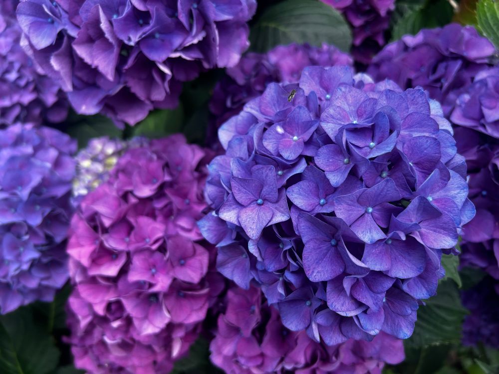 Purple hydrangeas (I think)